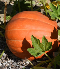 Tykev Golden Delicious - Cucurbita maxima - semena tykve - 5 ks