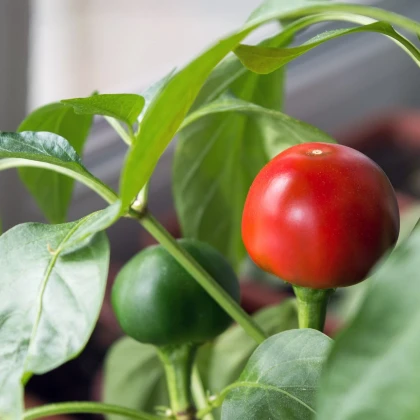 Paprika Red Cherry - Capsicum annuum - semena papriky - 7 ks