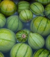 Cue Ball F1 tök – Cucurbita pepo – tökmag – 10 db