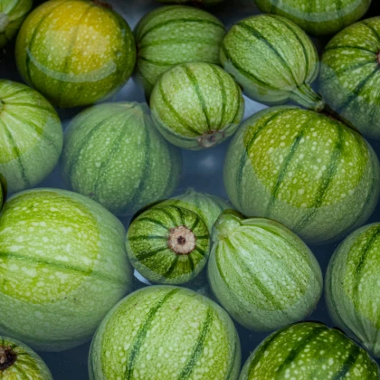 Tykev Cue Ball F1 - Cucurbita pepo - semena tykve - 5 ks