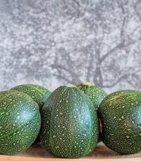 Cuketa Eight Ball F1 - Cucurbita pepo - semena cukety - 4 ks