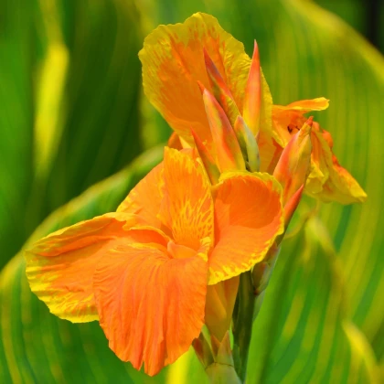 Dosna Carnaval - Canna - hlízy dosny - 1 ks