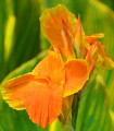 Dosna Carnaval - Canna - hlízy dosny - 1 ks