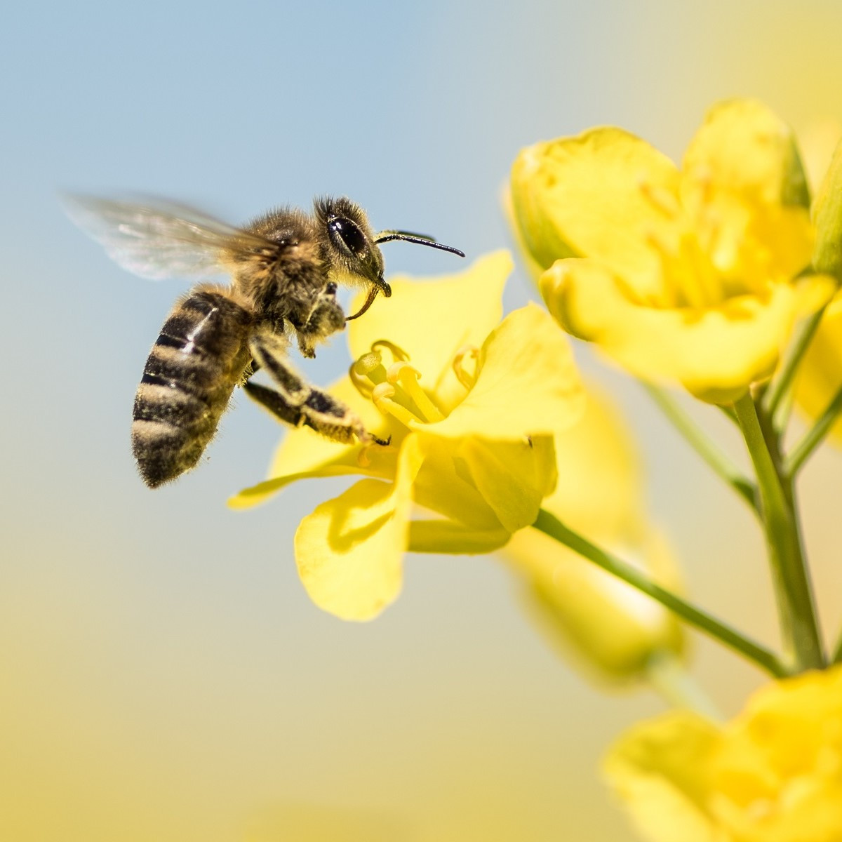 Vytrvalé květy pro včely - semena Planta Naturalis - směs - 10 g