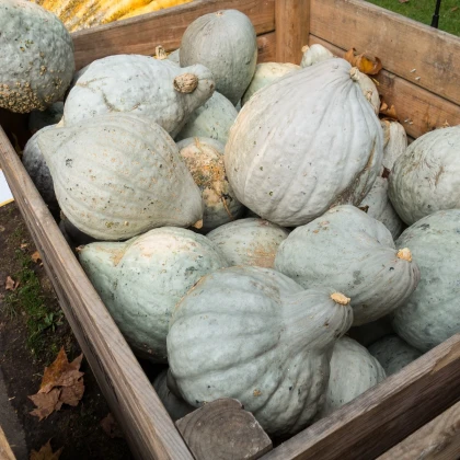 Tykev Blue Hubbard - Cucurbita maxima - semena tykve - 7 ks