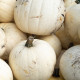 Moonshine F1 tök – Cucurbita pepo – tökmag – 12 db