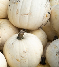 Dýně Moonshine F1- Cucurbita pepo - semena dýně - 6 ks