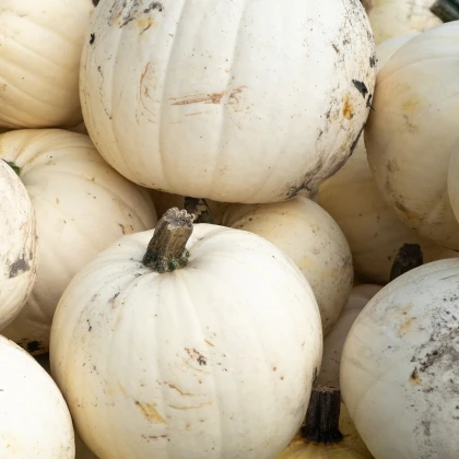 Dýně Moonshine F1- Cucurbita pepo - semena dýně - 6 ks