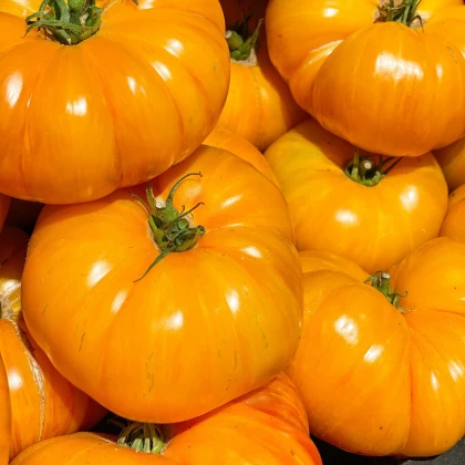 Rajče žluté Brandywine - Solanum lycopersicum - semena rajčete - 7 ks