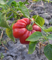 Paprika rajčatová Szuszanna - Capsicum annuum - semena papriky - 7 ks