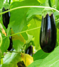 Lilek Falcon - Solanum melongena - semena lilku - 8 ks