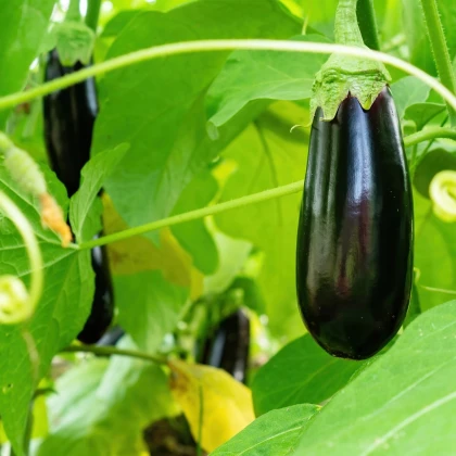 Lilek Falcon - Solanum melongena - semena lilku - 8 ks