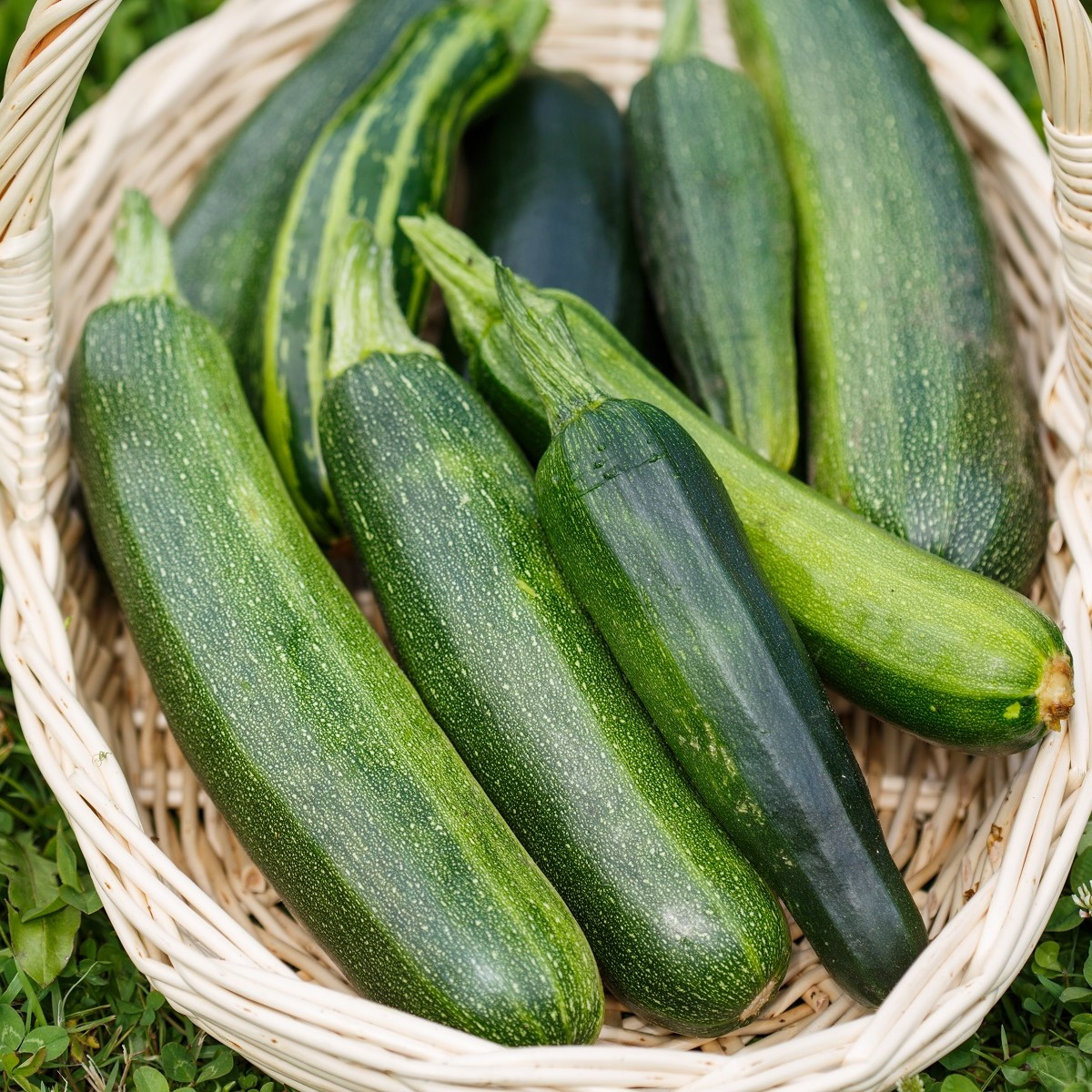 BIO Cuketa Zuboda - Cucurbita pepo - bio semena cukety - 8 ks