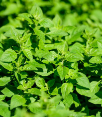 Oregano Paula - Origanum vulgare - semena oregana - 150 ks