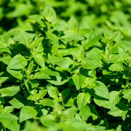 Oregano Paula - Origanum vulgare - semena oregana - 150 ks