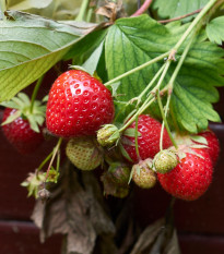 Korona eper - Fragaria ananassa - szabadgyökerű eperpalánta - 3 db