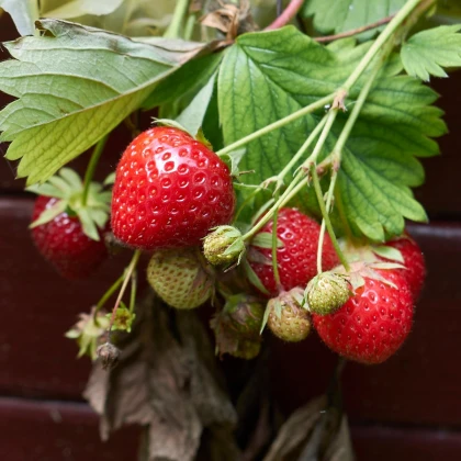 Korona eper - Fragaria ananassa - szabadgyökerű eperpalánta - 3 db