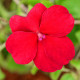 Netýkavka Beacon Bright Red F1 - Impatiens walleriana - semena netýkavky - 15 ks