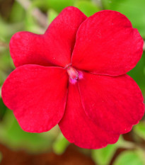 Netýkavka Beacon Bright Red F1 - Impatiens walleriana - semena netýkavky - 15 ks