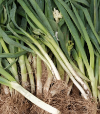 Pór zimní Titus - Allium porrum - semena póru - 200 ks