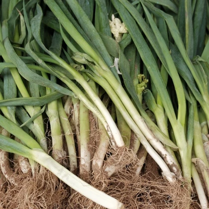 Pór zimní Titus - Allium porrum - semena póru - 200 ks