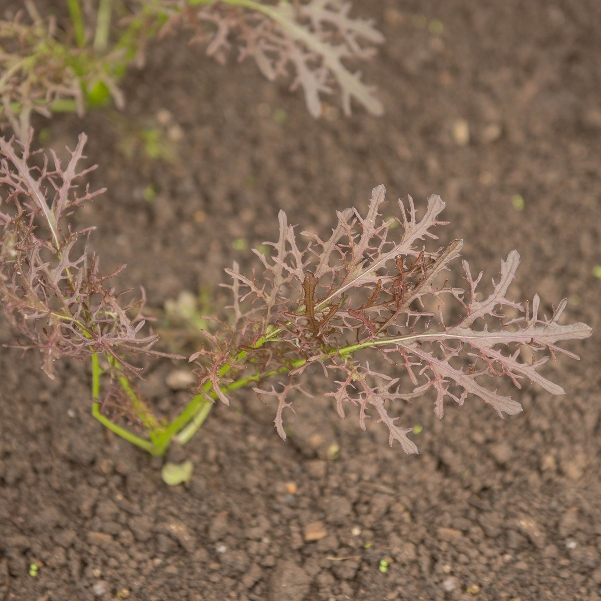 Hořčice Moutarde Rouge Metis - Brassica juncea - semena hořčice - 100 ks
