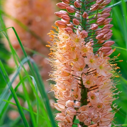 Liliochvostec Romance - Eremurus - hlízy liliochvostce - 1 ks