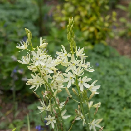 Ladoník bílý - Camassia alba - cibule ladoníku - 2 ks