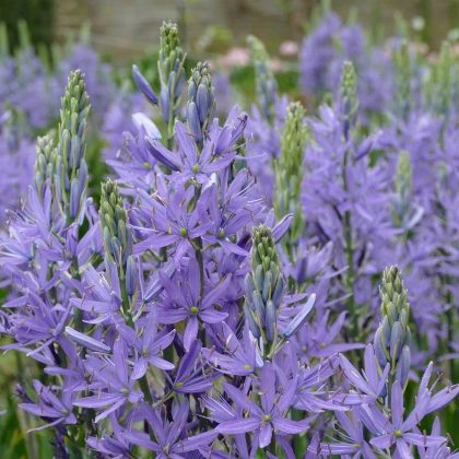 Ladoník modrý - Camassia - cibule ladoníku - 2 ks