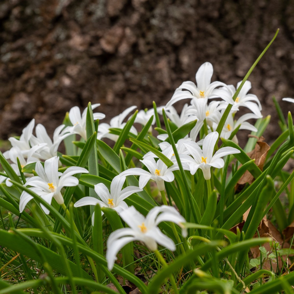 Ladonička zářící bílá - Chionodoxa luciliae alba - cibule ladoničky - 5 ks