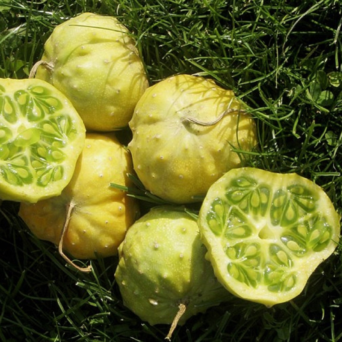 Kiwano Jelly Rund - Cucumis metuliferus - semena kiwana - 8 ks
