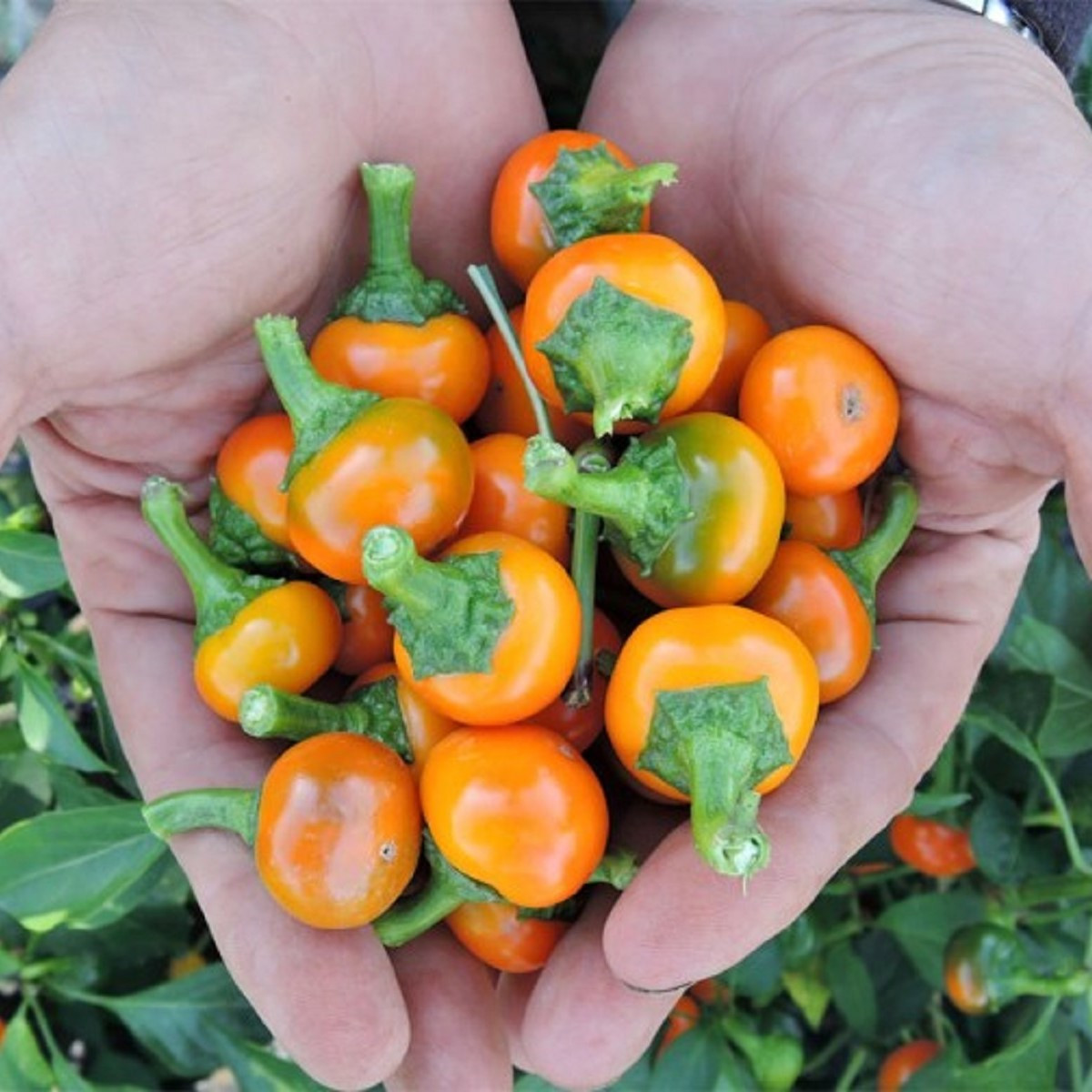 Korál narancssárga chili – Capsicum annuum – chili magok – 15 db
