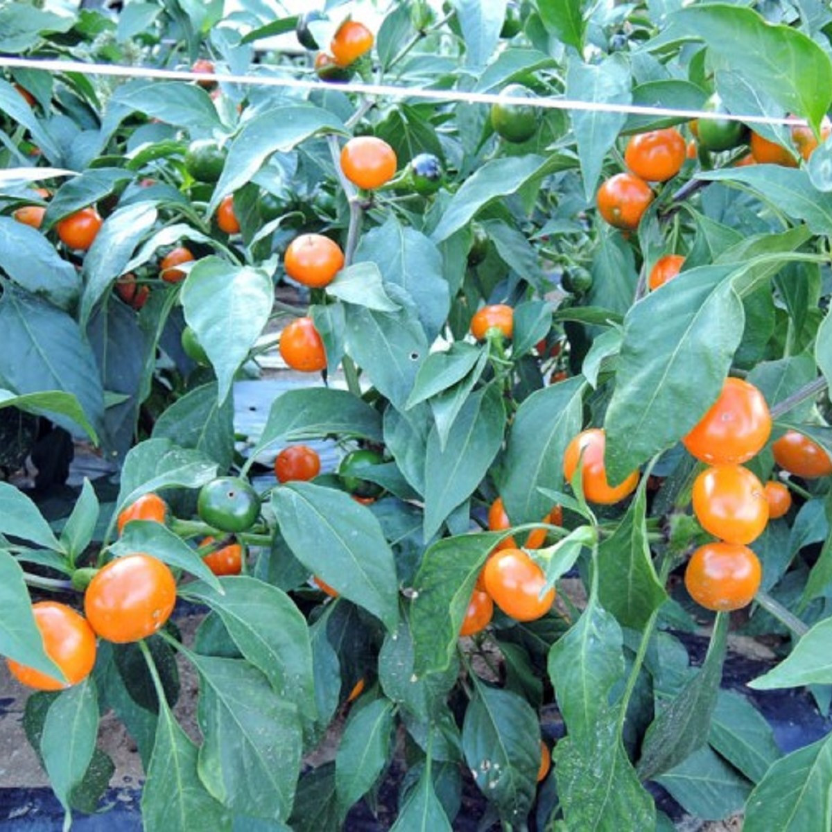 Chilli oranžové Korál - Capsicum annuum - semena chilli - 7 ks