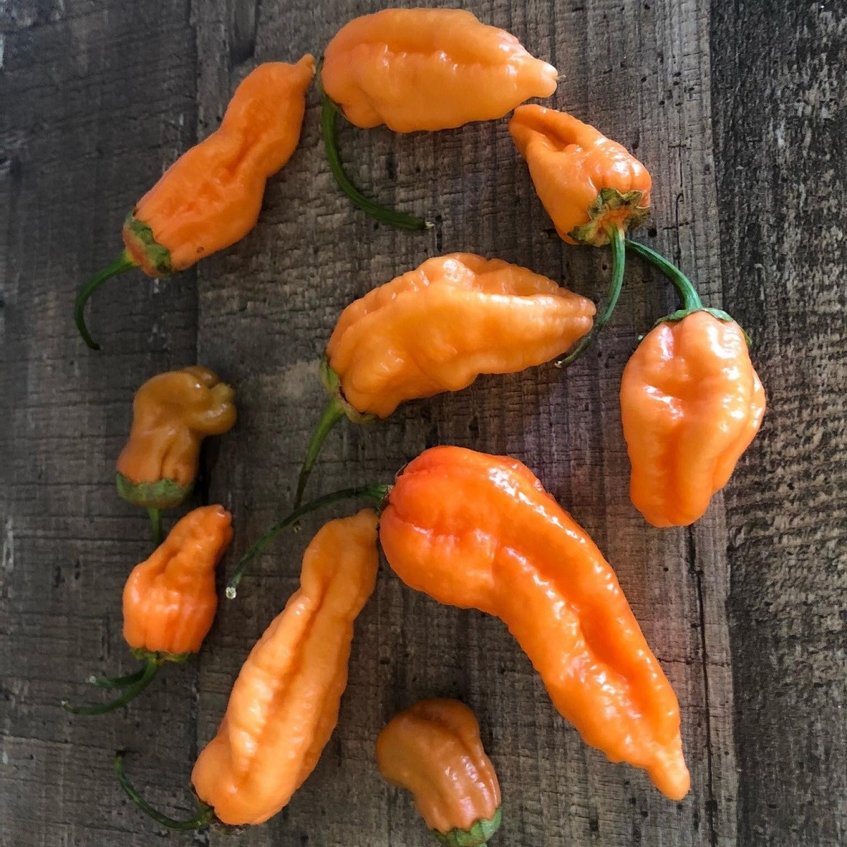 Chilli Bleeding Jigsaw - Capsicum chinense - semena chilli - 7 ks
