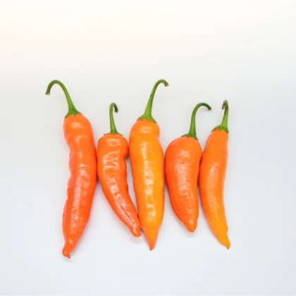 Chilli Aji Amarillo - Capsicum annuum - semena chilli - 7 ks