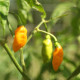 Chilli Aji Amarillo - Capsicum annuum - semena chilli - 7 ks