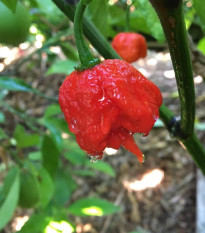 Chilli 7 Pot Primo - Capsicum chinense - semena chilli - 6 ks