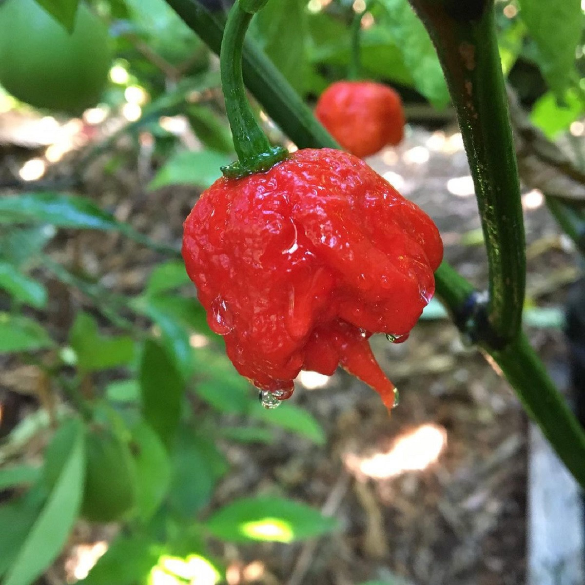 Chilli 7 Pot Primo - Capsicum chinense - semena chilli - 6 ks