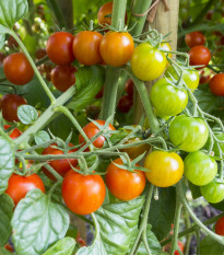 Rajče Primavera - Solanum lycopersicum - semena rajčete - 7 ks