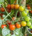Rajče Primavera - Solanum lycopersicum - semena rajčete - 7 ks