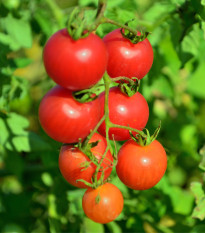 Rajče Resibella - Solanum lycopersicum - semena rajčete - 6 ks