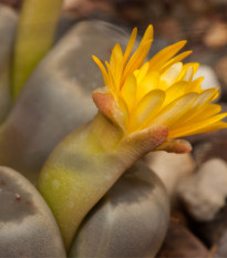 Lithops dinteri Dintergreen - semena lithopsu - 10 ks