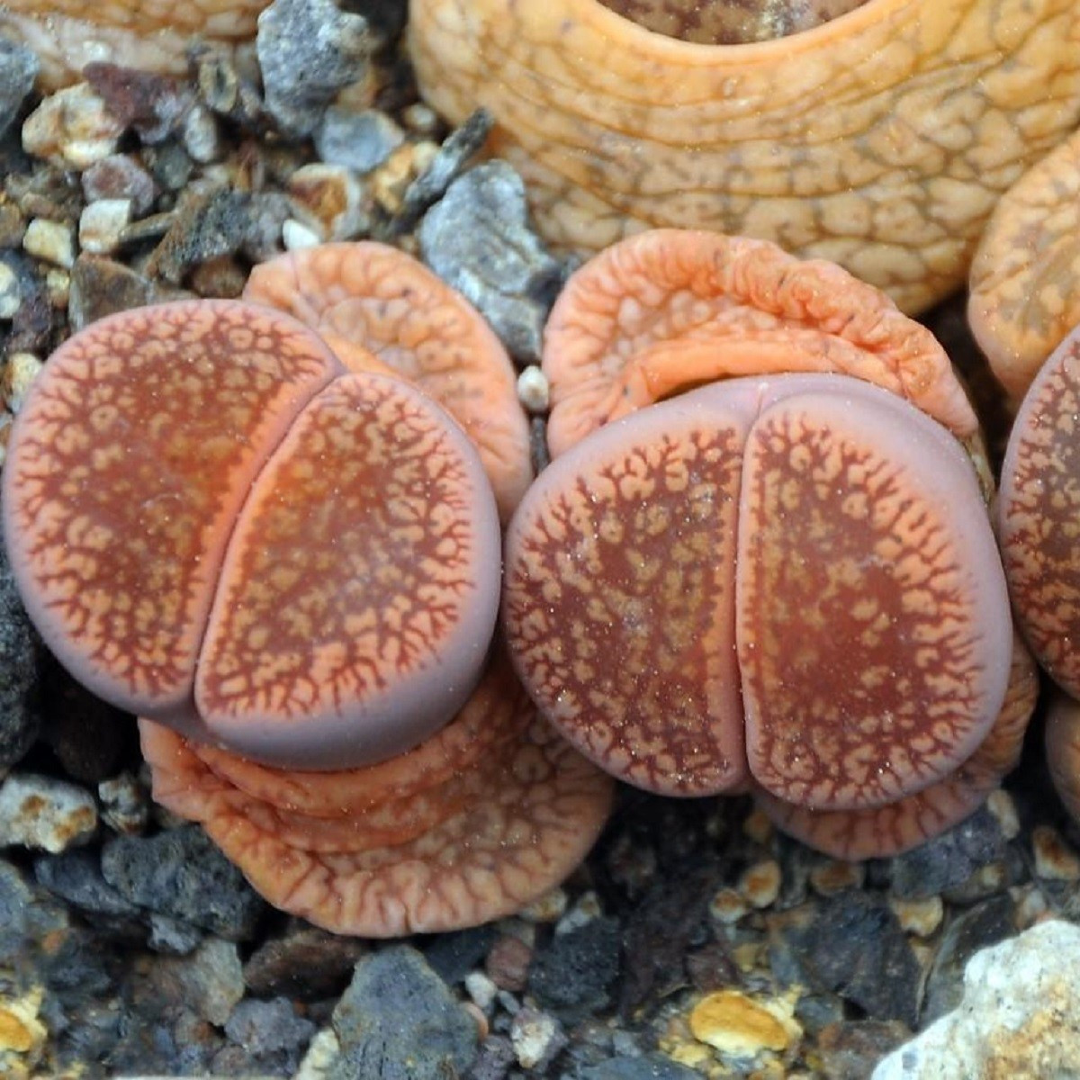 Lithops euniceae Fluminalis - semena lithopsu - 10 ks