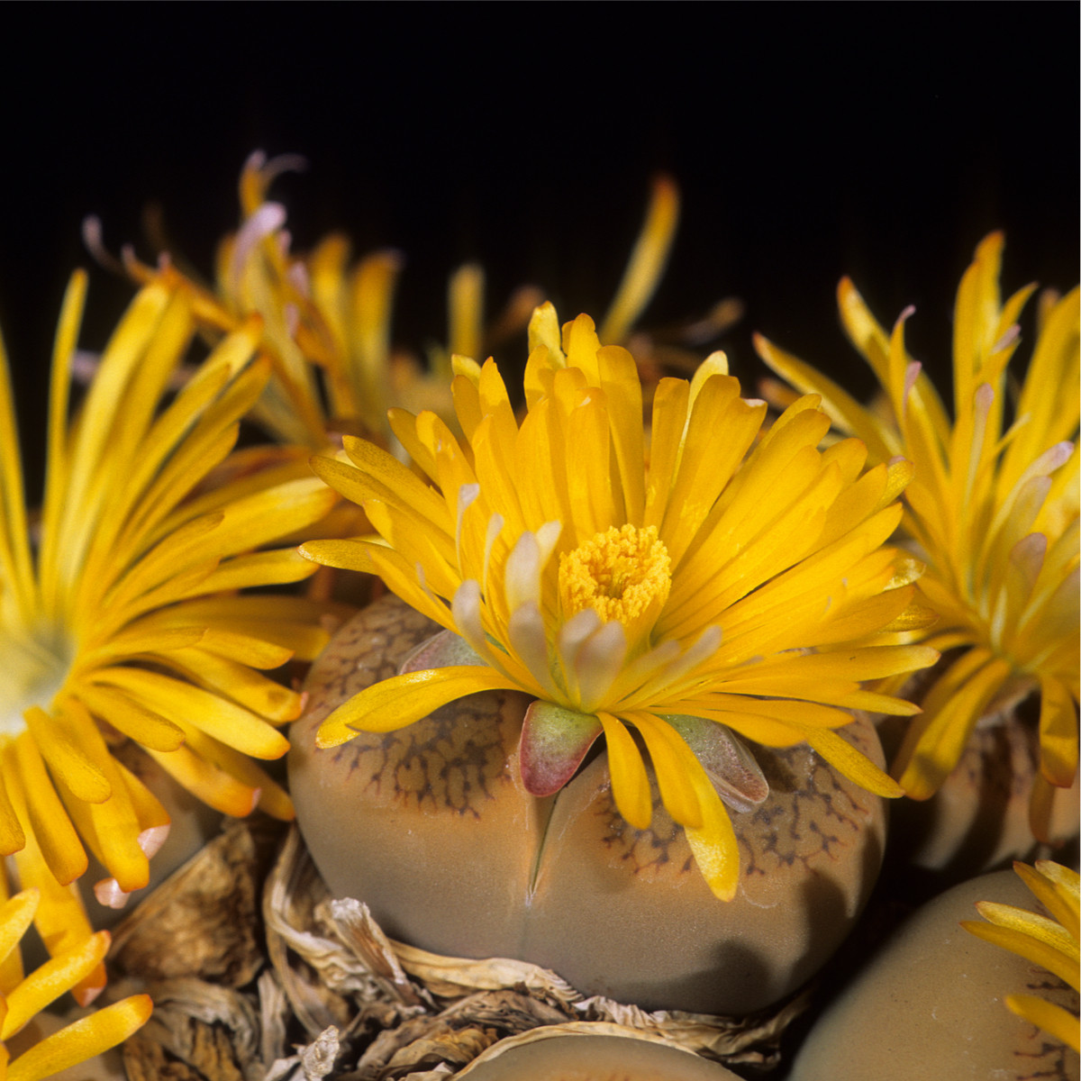 Lithops euniceae Fluminalis - semena lithopsu - 10 ks