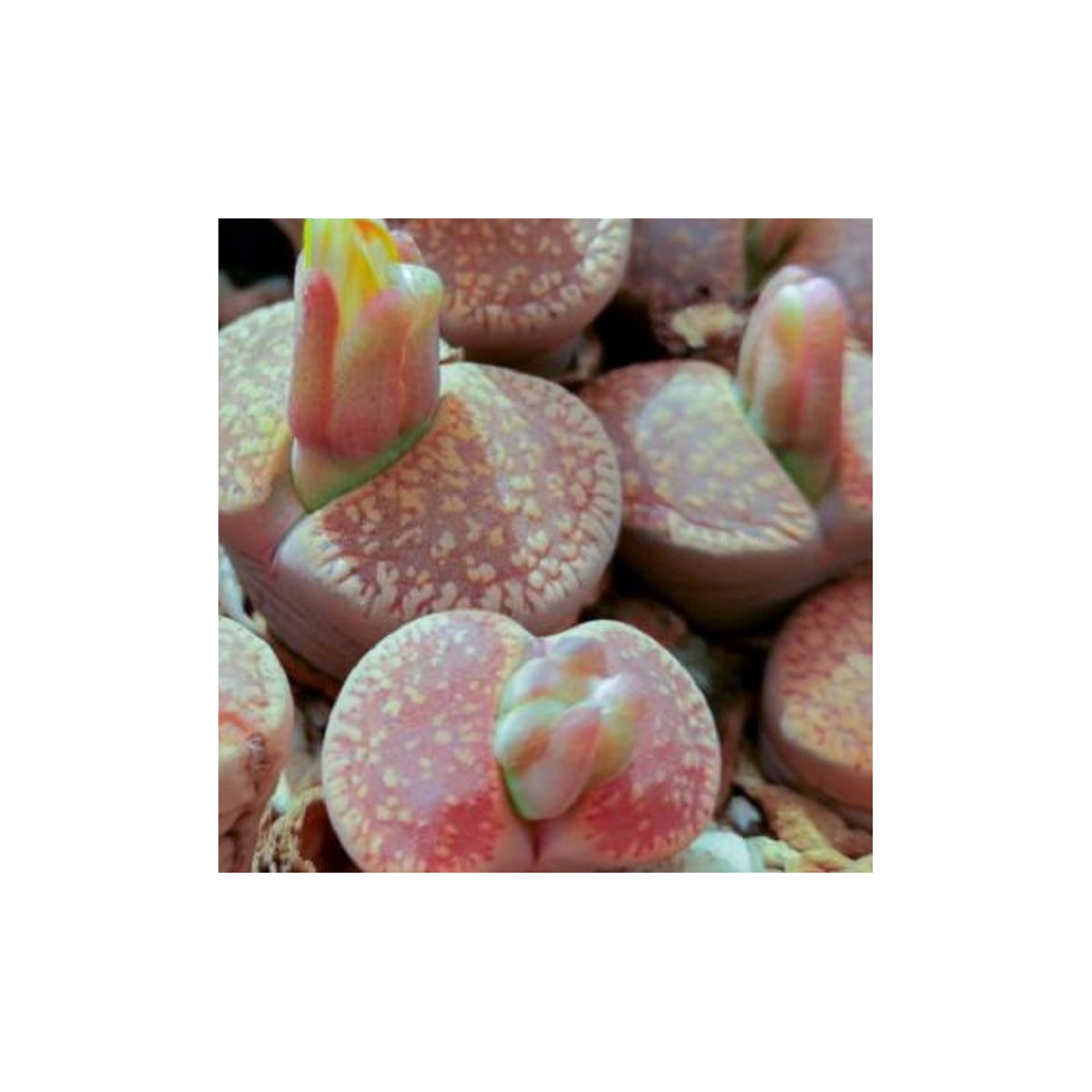 Lithops aucampiae Rudesheim Shiraz - semena lithopsu - 15 ks