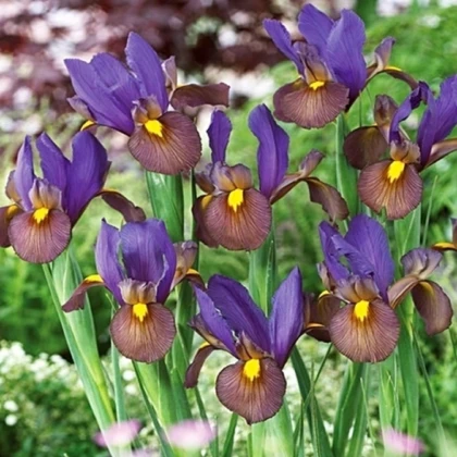 Kosatec Tigereye - Iris hollandica - cibulky kosatce - 3 ks