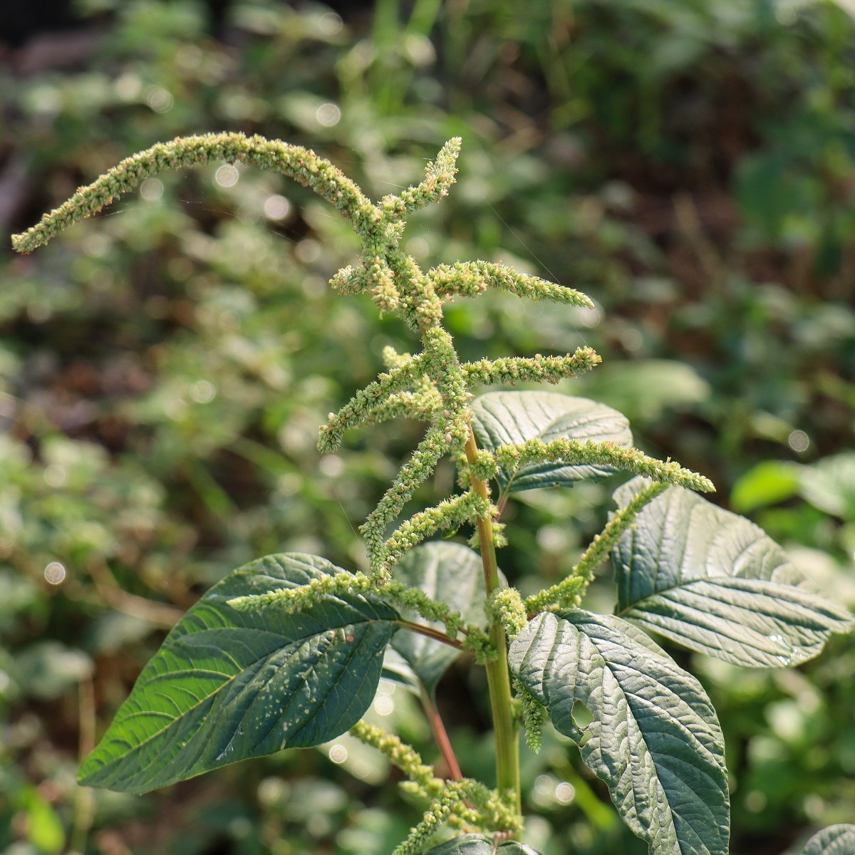 Laskavec Green Giant - Amaranthus tricolor - semena laskavce - 400 ks