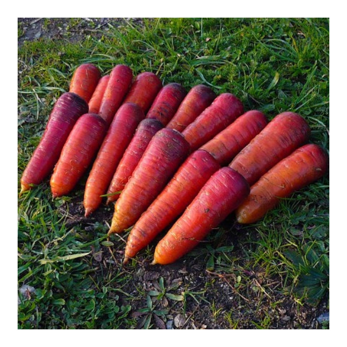 BIO Mrkev raná Rouge Sang - Daucus carota - bio semena mrkve - 200 ks