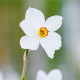 Narcis Actaea - Narcissus poeticus - cibule narcisu - 3 ks