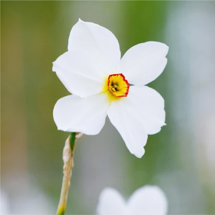 Narcis Actaea - Narcissus poeticus - cibule narcisu - 3 ks